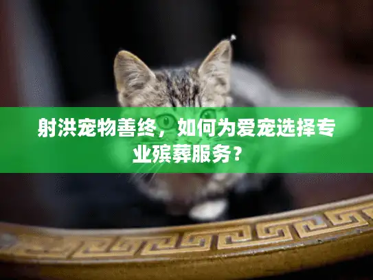 射洪宠物善终，如何为爱宠选择专业殡葬服务？