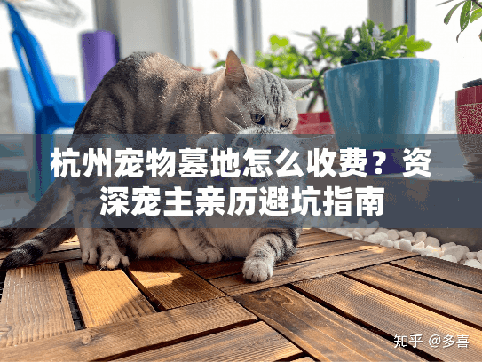 杭州宠物墓地怎么收费？资深宠主亲历避坑指南