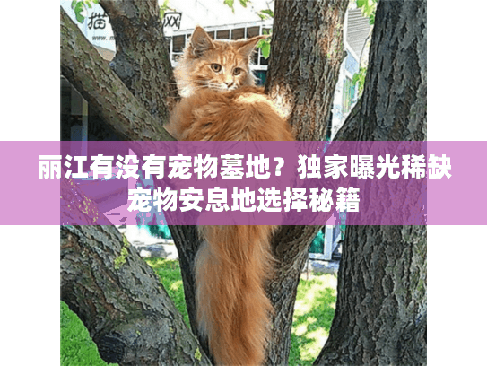 丽江有没有宠物墓地?独家曝光稀缺宠物安息地选择秘籍 丽江有没有宠物墓地?独家曝光稀缺宠物安息地选择秘籍