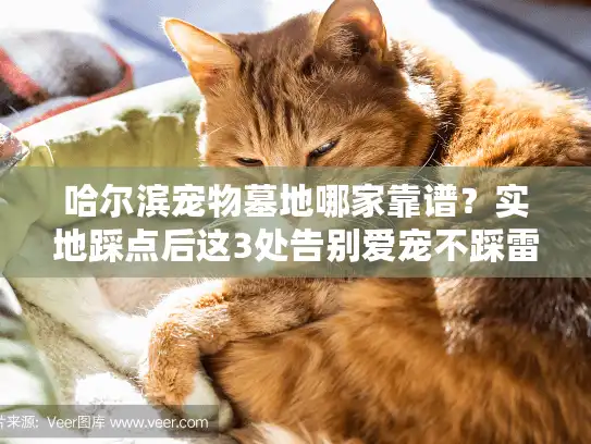 哈尔滨宠物墓地哪家靠谱？实地踩点后这3处告别爱宠不踩雷