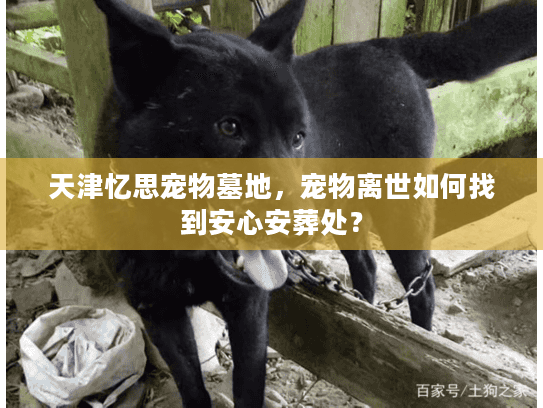 天津忆思宠物墓地，宠物离世如何找到安心安葬处？