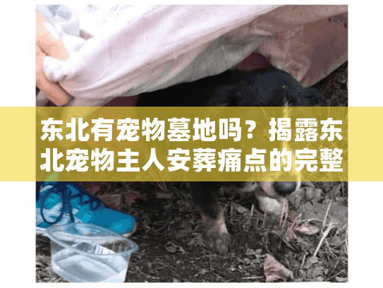 东北有宠物墓地吗？揭露东北宠物主人安葬痛点的完整方案