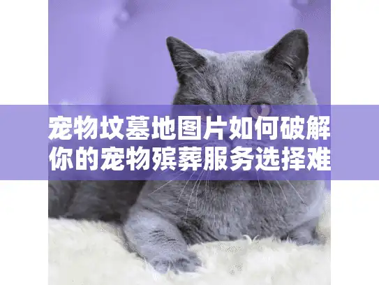 宠物坟墓地图片如何破解你的宠物殡葬服务选择难题？