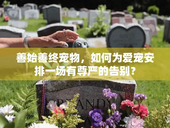 善始善终宠物，如何为爱宠安排一场有尊严的告别？