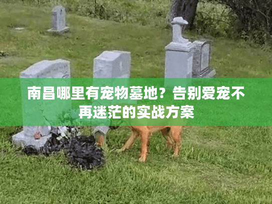 南昌哪里有宠物墓地？告别爱宠不再迷茫的实战方案
