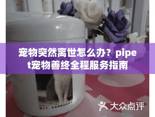 宠物突然离世怎么办?pipet宠物善终全程服务指南 宠物突然离世怎么办?pipet宠物善终全程服务指南