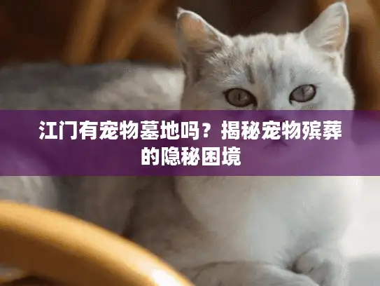 江门有宠物墓地吗?揭秘宠物殡葬的隐秘困境 江门有宠物墓地吗?揭秘宠物殡葬的隐秘困境