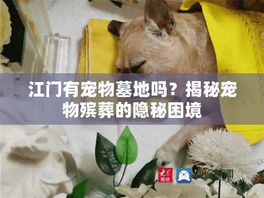 江门有宠物墓地吗?揭秘宠物殡葬的隐秘困境 江门有宠物墓地吗?揭秘宠物殡葬的隐秘困境