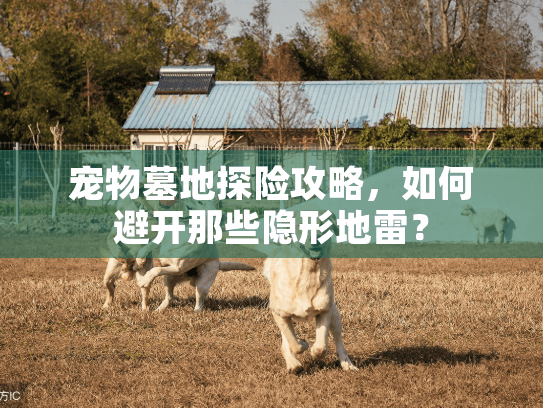 宠物墓地探险攻略，如何避开那些隐形地雷？