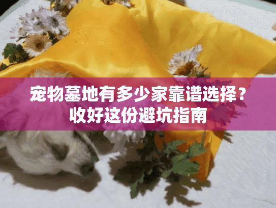 宠物墓地有多少家靠谱选择？收好这份避坑指南