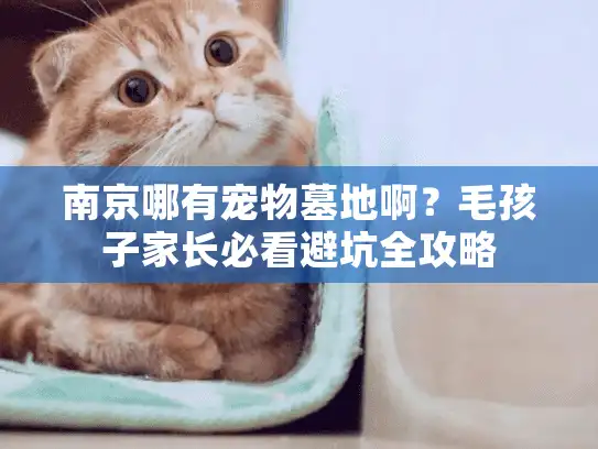 南京哪有宠物墓地啊？毛孩子家长必看避坑全攻略