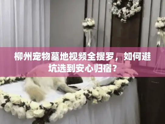 柳州宠物墓地视频全搜罗，如何避坑选到安心归宿？