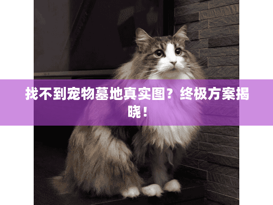 找不到宠物墓地真实图?终极方案揭晓! 找不到宠物墓地真实图?终极方案揭晓!