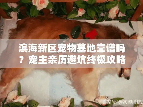 滨海新区宠物墓地靠谱吗？宠主亲历避坑终极攻略