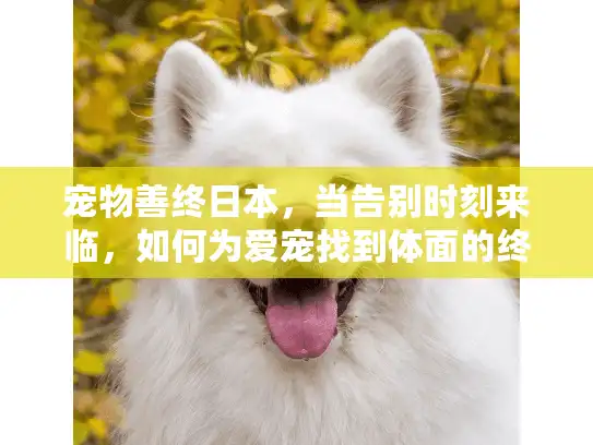 宠物善终日本，当告别时刻来临，如何为爱宠找到体面的终点站
