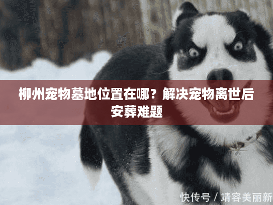 柳州宠物墓地位置在哪?解决宠物离世后安葬难题 柳州宠物墓地位置在哪?解决宠物离世后安葬难题