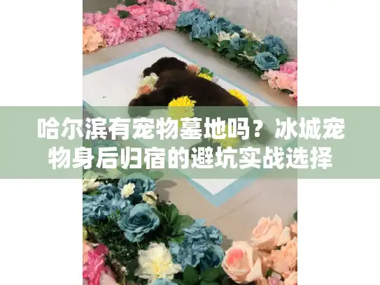 哈尔滨有宠物墓地吗?冰城宠物身后归宿的避坑实战选择 哈尔滨有宠物墓地吗?冰城宠物身后归宿的避坑实战选择