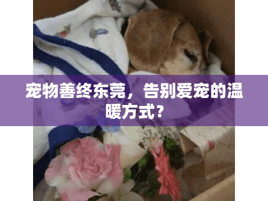 宠物善终东莞,告别爱宠的温暖方式? 宠物善终东莞,告别爱宠的温暖方式?