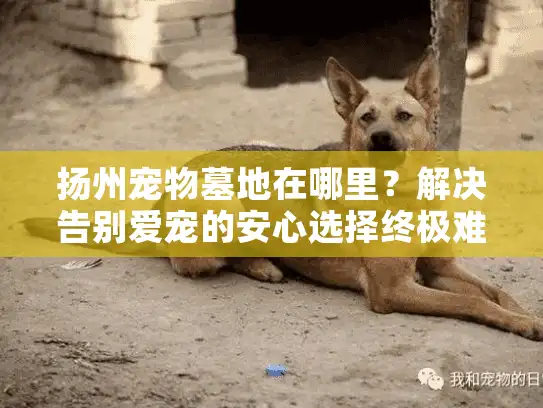扬州宠物墓地在哪里?解决告别爱宠的安心选择终极难题 扬州宠物墓地在哪里?解决告别爱宠的安心选择终极难题