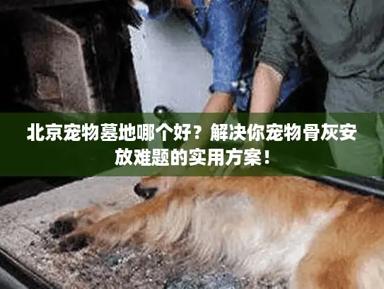 北京宠物墓地哪个好？解决你宠物骨灰安放难题的实用方案！