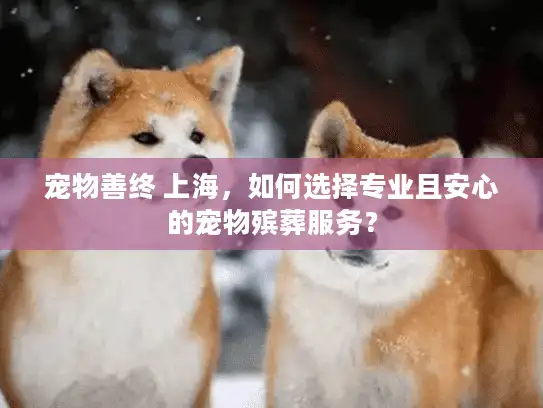 宠物善终 上海，如何选择专业且安心的宠物殡葬服务？