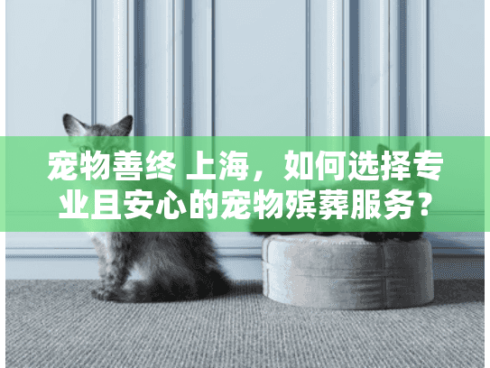 宠物善终 上海，如何选择专业且安心的宠物殡葬服务？