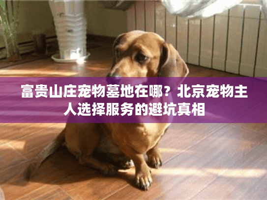 富贵山庄宠物墓地在哪？北京宠物主人选择服务的避坑真相