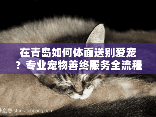 在青岛如何体面送别爱宠？专业宠物善终服务全流程解析