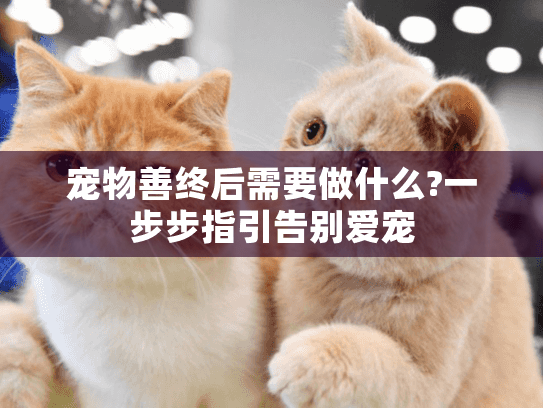宠物善终后需要做什么?一步步指引告别爱宠