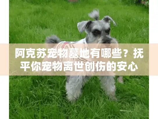 阿克苏宠物墓地有哪些?抚平你宠物离世创伤的安心方案 阿克苏宠物墓地有哪些?抚平你宠物离世创伤的安心方案