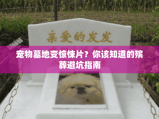宠物墓地变惊悚片？你该知道的殡葬避坑指南