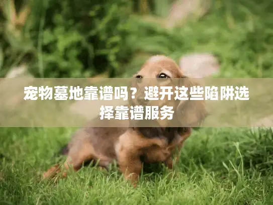 宠物墓地靠谱吗？避开这些陷阱选择靠谱服务
