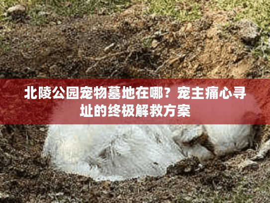 北陵公园宠物墓地在哪？宠主痛心寻址的终极解救方案