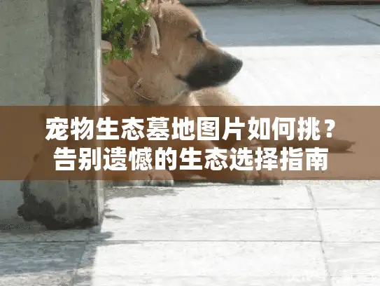 宠物生态墓地图片如何挑?告别遗憾的生态选择指南 宠物生态墓地图片如何挑?告别遗憾的生态选择指南