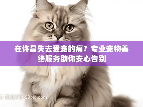 在许昌失去爱宠的痛？专业宠物善终服务助你安心告别