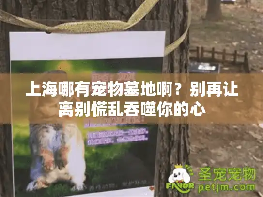 上海哪有宠物墓地啊？别再让离别慌乱吞噬你的心