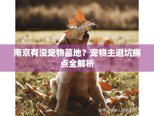 南京有没宠物墓地？宠物主避坑痛点全解析