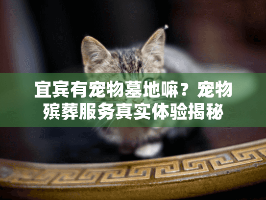 宜宾有宠物墓地嘛？宠物殡葬服务真实体验揭秘