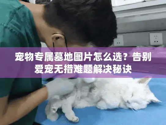 宠物专属墓地图片怎么选？告别爱宠无措难题解决秘诀