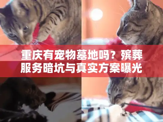 重庆有宠物墓地吗?殡葬服务暗坑与真实方案曝光 重庆有宠物墓地吗?殡葬服务暗坑与真实方案曝光