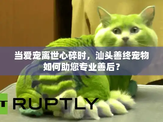 当爱宠离世心碎时,汕头善终宠物如何助您专业善后? 当爱宠离世心碎时,汕头善终宠物如何助您专业善后?