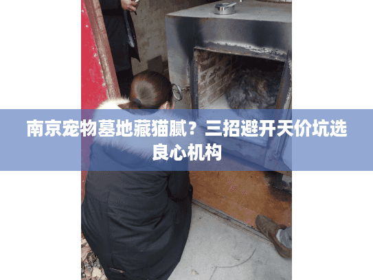 南京宠物墓地藏猫腻？三招避开天价坑选良心机构