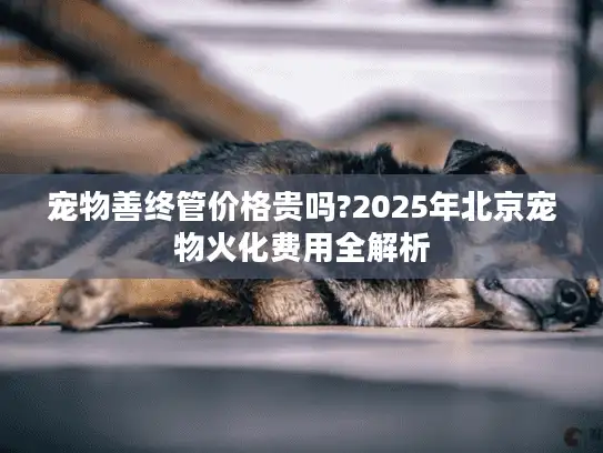宠物善终管价格贵吗?2025年北京宠物火化费用全解析