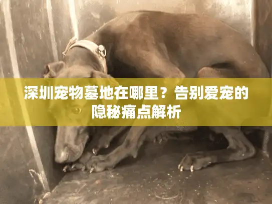 深圳宠物墓地在哪里？告别爱宠的隐秘痛点解析