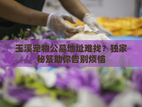 玉溪宠物公墓地址难找？独家秘笈助你告别烦恼