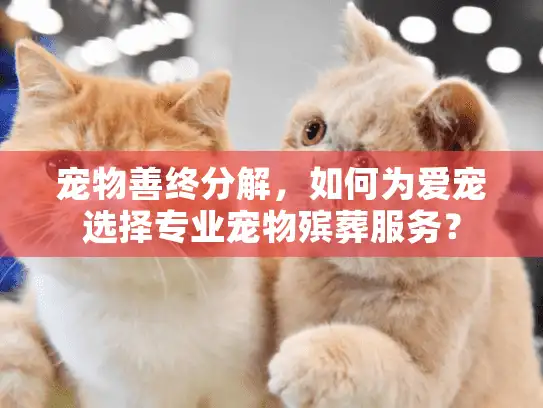 宠物善终分解，如何为爱宠选择专业宠物殡葬服务？