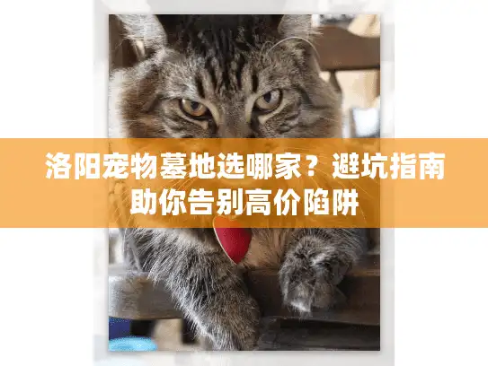 洛阳宠物墓地选哪家？避坑指南助你告别高价陷阱