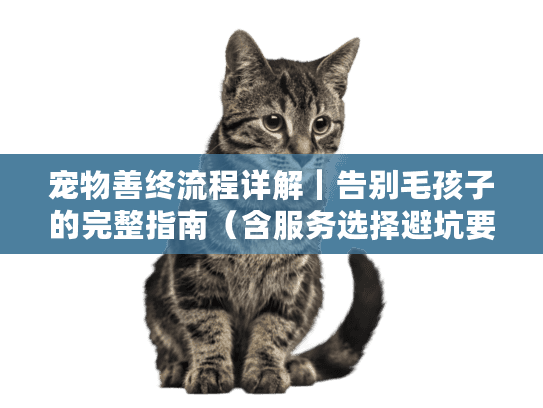 宠物善终流程详解｜告别毛孩子的完整指南（含服务选择避坑要点）