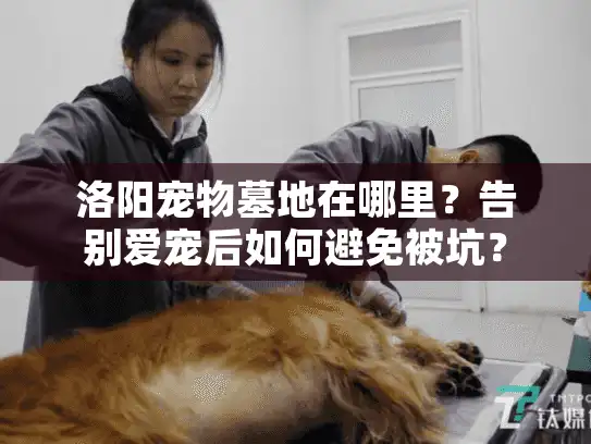 洛阳宠物墓地在哪里?告别爱宠后如何避免被坑? 洛阳宠物墓地在哪里?告别爱宠后如何避免被坑?