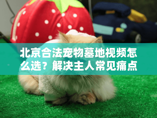 北京合法宠物墓地视频怎么选?解决主人常见痛点 北京合法宠物墓地视频怎么选?解决主人常见痛点